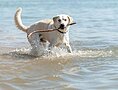 Hund im Wasser